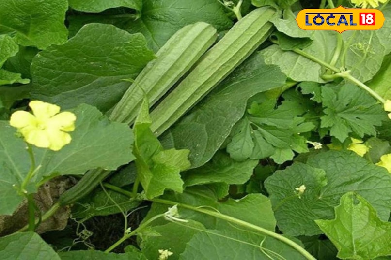 Moradabad news, hindi news, local news, up news, मुरादाबाद समाचार, हिंदी समाचार, लोकल समाचार, यूपी समाचार। Moradabad news, hindi news, local news, up news, मुरादाबाद समाचार, हिंदी समाचार, लोकल समाचार, यूपी समाचार।