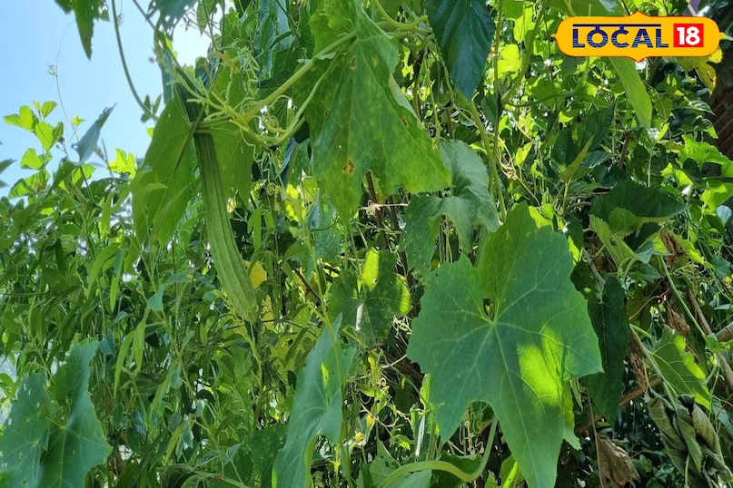 Moradabad news, hindi news, local news, up news, मुरादाबाद समाचार, हिंदी समाचार, लोकल समाचार, यूपी समाचार। Moradabad news, hindi news, local news, up news, मुरादाबाद समाचार, हिंदी समाचार, लोकल समाचार, यूपी समाचार।