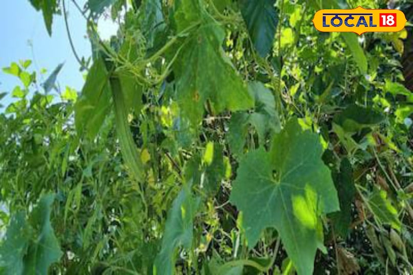 Moradabad news, hindi news, local news, up news, मुरादाबाद समाचार, हिंदी समाचार, लोकल समाचार, यूपी समाचार। Moradabad news, hindi news, local news, up news, मुरादाबाद समाचार, हिंदी समाचार, लोकल समाचार, यूपी समाचार।