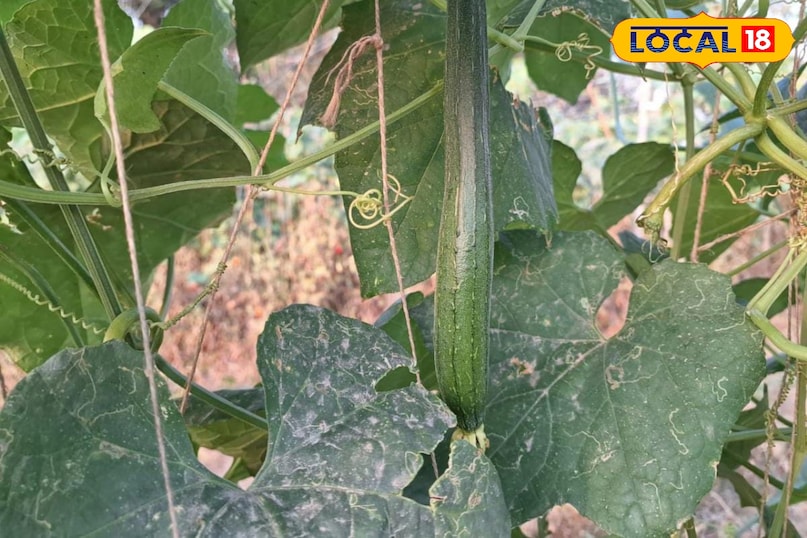 Moradabad news, hindi news, local news, up news, मुरादाबाद समाचार, हिंदी समाचार, लोकल समाचार, यूपी समाचार। Moradabad news, hindi news, local news, up news, मुरादाबाद समाचार, हिंदी समाचार, लोकल समाचार, यूपी समाचार।