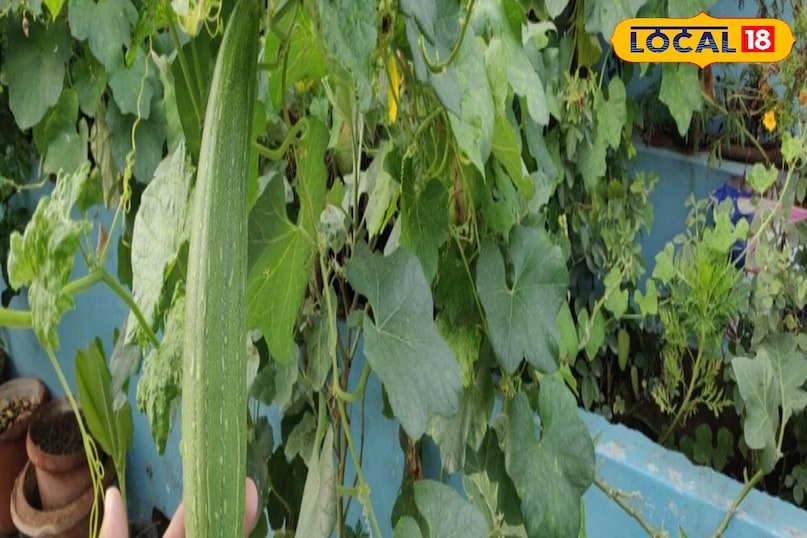 Moradabad news, hindi news, local news, up news, मुरादाबाद समाचार, हिंदी समाचार, लोकल समाचार, यूपी समाचार। Moradabad news, hindi news, local news, up news, मुरादाबाद समाचार, हिंदी समाचार, लोकल समाचार, यूपी समाचार।