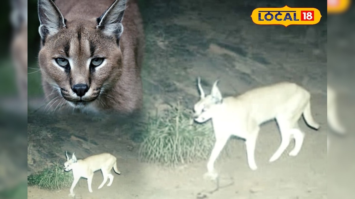 भरतपुर में दिखा दुर्लभ कैरकल, पहली बार कैमरे में कैद हुआ ‘जंगल का भूत’, देखें वीडियो