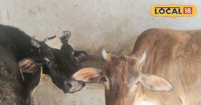 गर्मी के दिनों मे किसान गाय भैंस को खिलाये ये चीजे