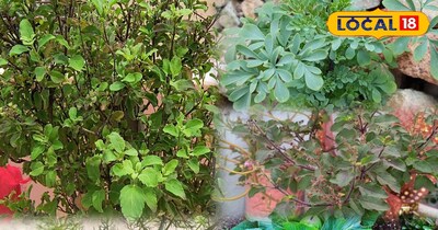 घर के आंगन में लगाया तुलसी का पौधा