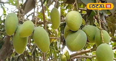 आम की गुणवत्ता बढ़ाने के लिए किसान आम के पेड़ों में इन पोषक तत्वों का करें इस्तेमाल