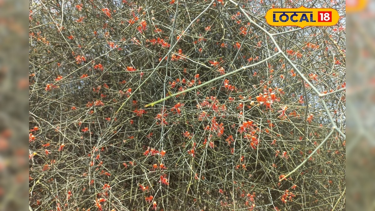 फूल से बनती है ये सब्जी! बीकानेर की ‘लाल बाटे’ डिश का अनोखा राज और स्वाद, सेहत के लिए भी है फायदेमंद