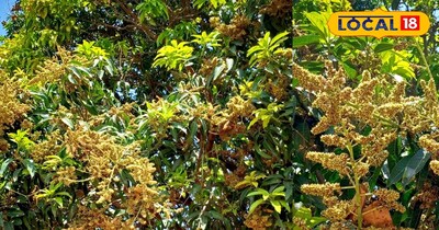 बौर आते ही बढ़ी किसानों की टेंशन! जानिए कौन-सी दवा और कब करें छिड़काव