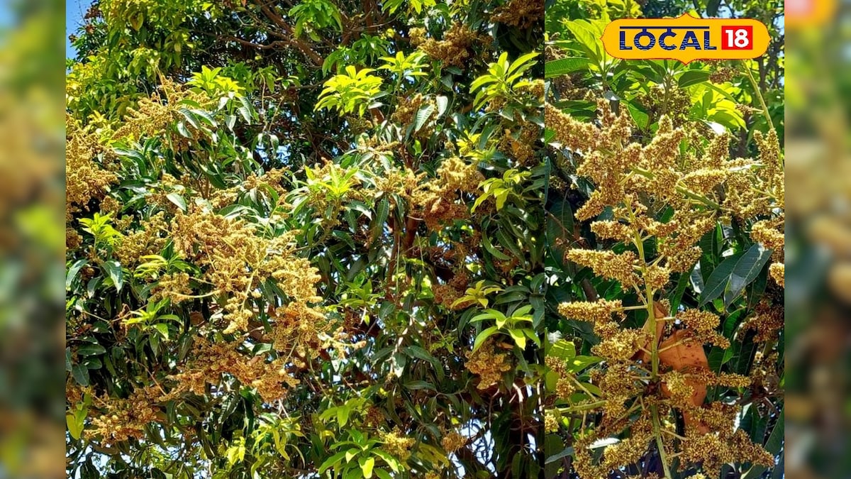 आम की खेती में बड़ा नुकसान टालना है? बौर आते ही अपनाएं ये जबरदस्त उपाय, फूल नहीं झड़ेंगे – News18 हिंदी