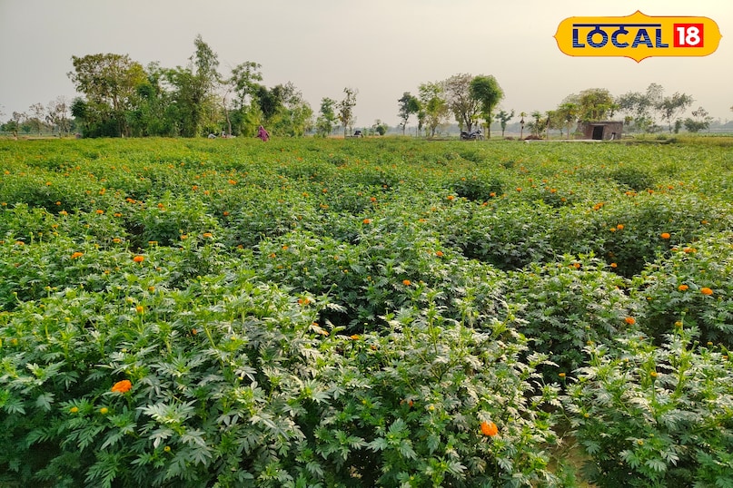 गेंदा का फूल 