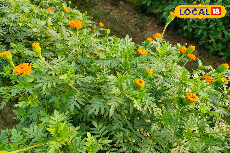 गेंदा का फूल 