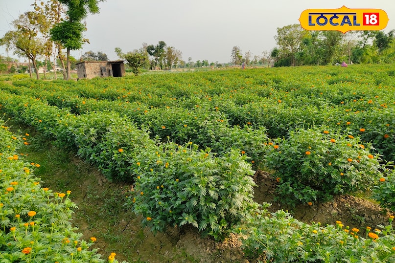 गेंदा का फूल 