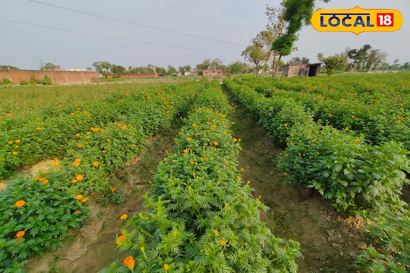 गेंदा का फूल