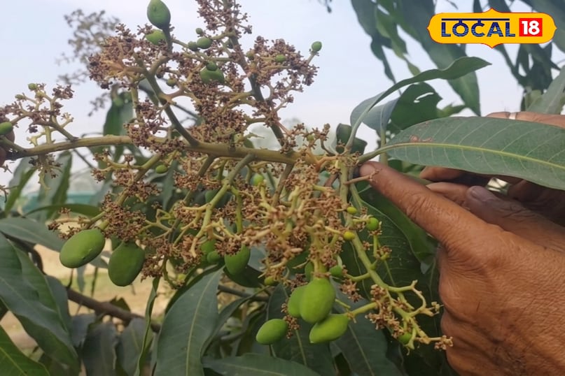 आम को रसीला कैसे बनाएं, आम के आकार को बड़ा कैसे करें, आम में मिठास कैसे बढ़ाएं, आम को गुदेदार कैसे बनाएं, लोकल 18, How to make mango juicy, how to increase the size of mango, how to increase the sweetness of mango, how to make mango pulpy, Local 18