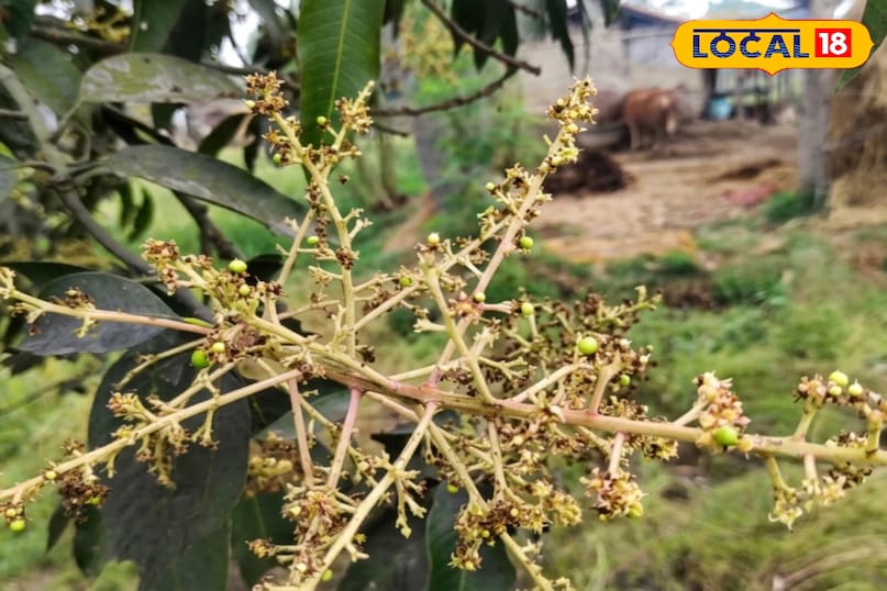 आम को रसीला कैसे बनाएं, आम के आकार को बड़ा कैसे करें, आम में मिठास कैसे बढ़ाएं, आम को गुदेदार कैसे बनाएं, लोकल 18, How to make mango juicy, how to increase the size of mango, how to increase the sweetness of mango, how to make mango pulpy, Local 18 