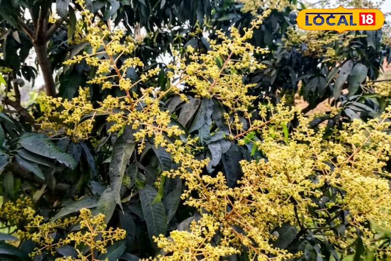 आम को रसीला कैसे बनाएं, आम के आकार को बड़ा कैसे करें, आम में मिठास कैसे बढ़ाएं, आम को गुदेदार कैसे बनाएं, लोकल 18, How to make mango juicy, how to increase the size of mango, how to increase the sweetness of mango, how to make mango pulpy, Local 18