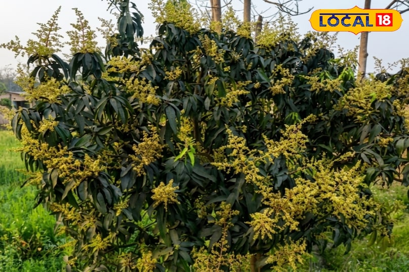 आम को रसीला कैसे बनाएं, आम के आकार को बड़ा कैसे करें, आम में मिठास कैसे बढ़ाएं, आम को गुदेदार कैसे बनाएं, लोकल 18, How to make mango juicy, how to increase the size of mango, how to increase the sweetness of mango, how to make mango pulpy, Local 18