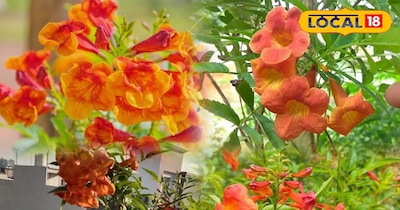 Tecoma Not Flowering? 2 Easy Remedies to Make Your Garden Bloom!