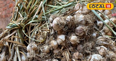 गर्मी की वजह से लहसुन सूखने लगता है.