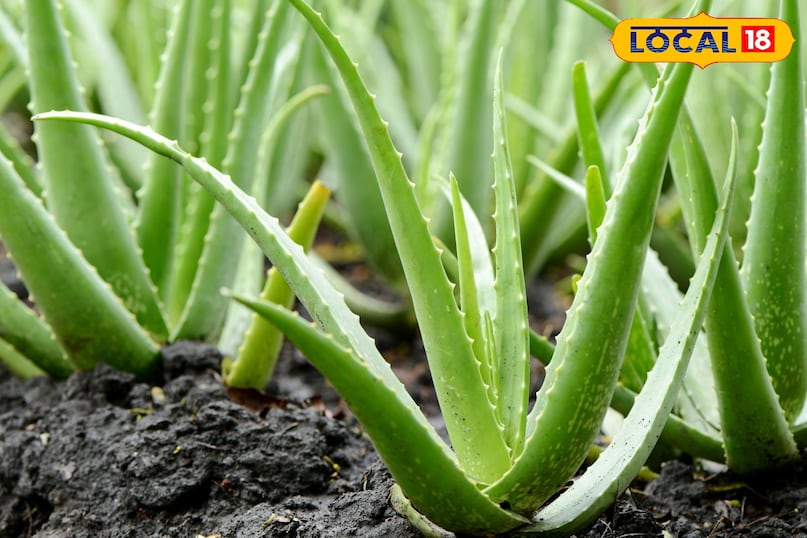 एलोवेरा 