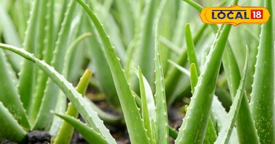 एलोवेरा का पौधा.