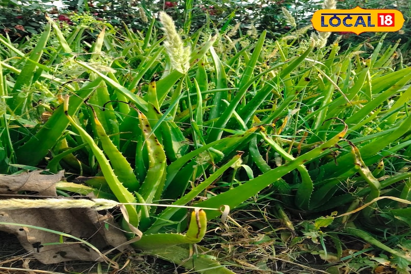 एलोवेरा 