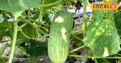 खीरे के पत्ते सेहत के लिए होते हैं फायदेमंद।