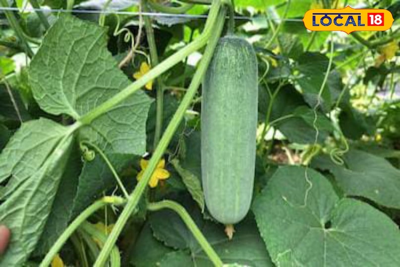 Moradabad news, hindi news, local news, up news, मुरादाबाद समाचार, हिंदी समाचार, लोकल समाचार, यूपी समाचार।