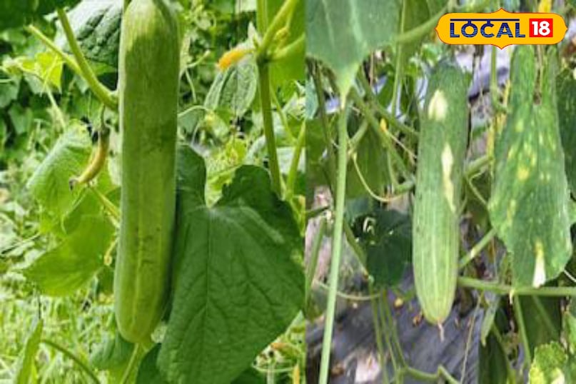 Moradabad news, hindi news, local news, up news, मुरादाबाद समाचार, हिंदी समाचार, लोकल समाचार, यूपी समाचार।