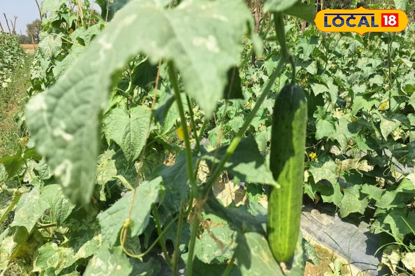 Moradabad news, hindi news, local news, up news, मुरादाबाद समाचार, हिंदी समाचार, लोकल समाचार, यूपी समाचार।