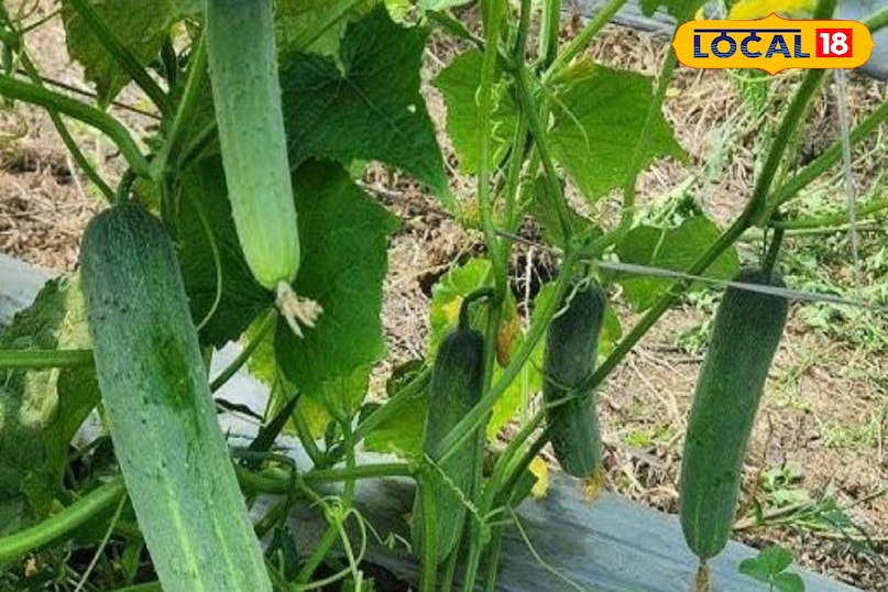 Moradabad news, hindi news, local news, up news, मुरादाबाद समाचार, हिंदी समाचार, लोकल समाचार, यूपी समाचार।