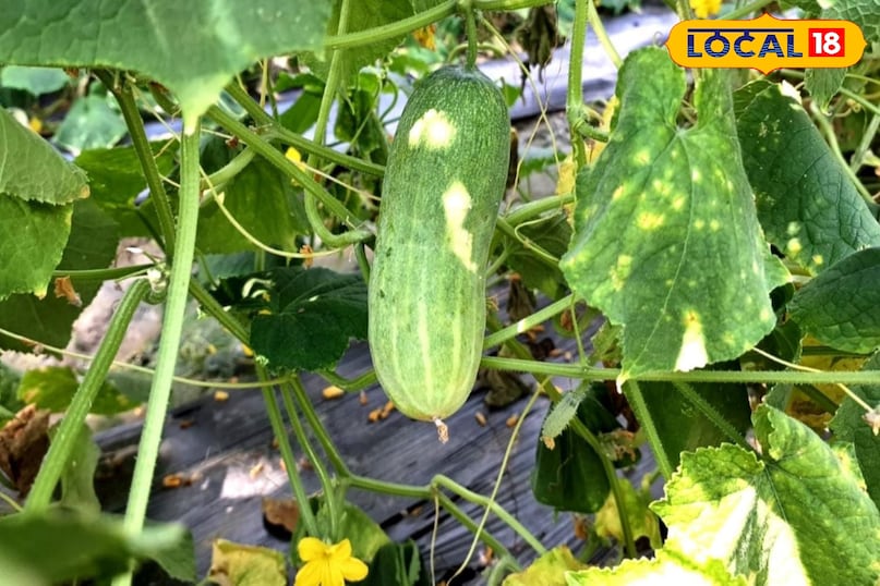 Moradabad news, hindi news, local news, up news, मुरादाबाद समाचार, हिंदी समाचार, लोकल समाचार, यूपी समाचार।