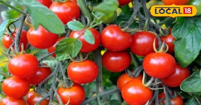 चेरी टमाटर 