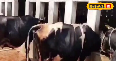 गर्मी में गाय-भैंस का दूध सूखने से बचाएं: जानें उपाय, कैसे रोज भरेगी बाल्टी.