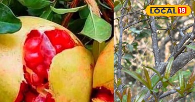 दाड़िम के फल की खासियत 