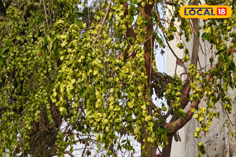 बवासीर की समस्या 