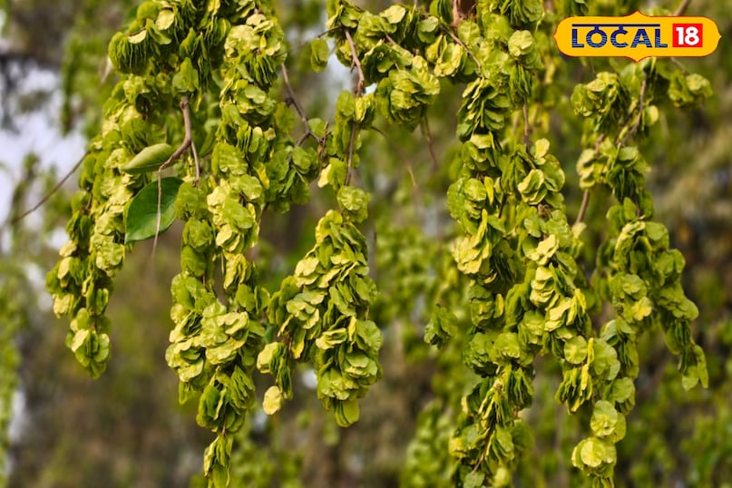 पेट के कीड़े 