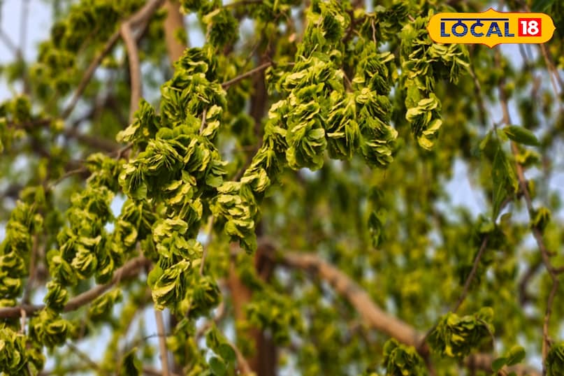 फाइलेरिया और नाक-कान से खून आना 