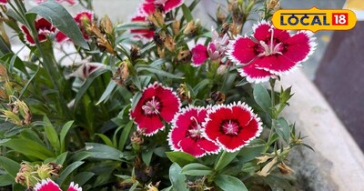 गमले में लगे फूलों के पौधे 