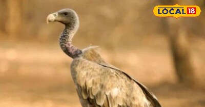 गिद्धों की घटती आबादी बनी चिंता, इंसानी सेहत और पर्यावरण के लिए खतरे की घंटी