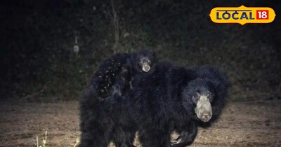 Video: टाइगर रिजर्व में शावकों संग मस्ती करती मादा भालू ने जीता लोगों का दिल