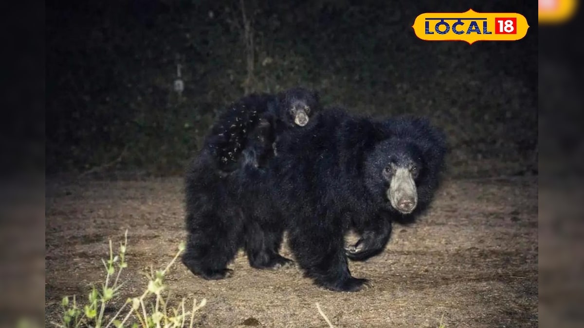 धौलपुर-करौली टाइगर रिजर्व में दिखा दुर्लभ नजारा! मादा भालू पीठ पर शावकों को लेकर घूमती दिखी, वीडियो वायरल
