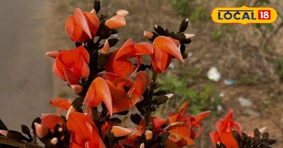 पलाश के फूलों के फायदे  