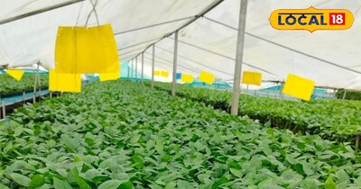 बरेली क्षेत्र में जैविक किसानी 