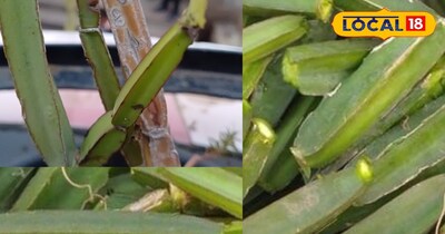 हड़जुडी औषधि 