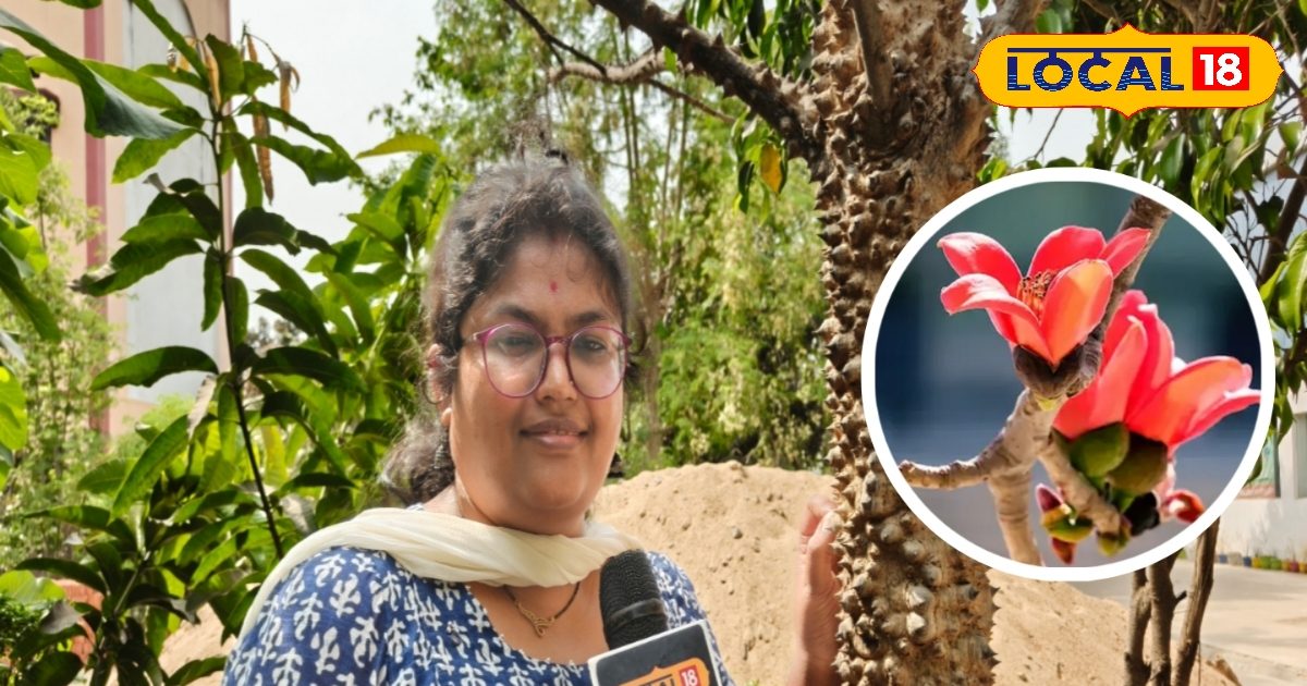 ऐसा पेड़ जिसके कांटों में सुकून, त्वचा से लेकर अस्थमा तक हर रोग का इलाज