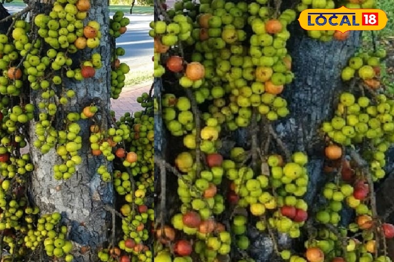 बवासीर में लाभ 