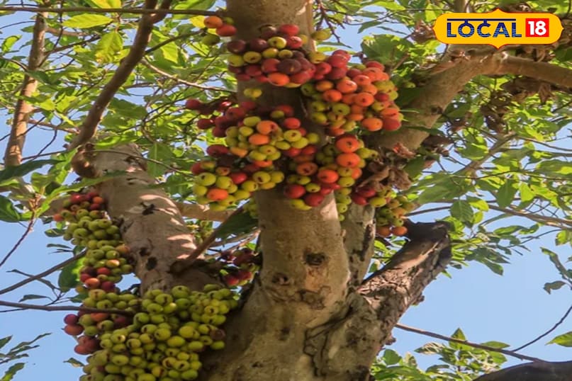 चिकित्सक की देखरेख 