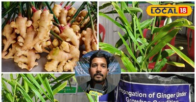 पॉलीबैग में अदरक की खेती