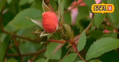 बड़े काम आएगा यह देसी नुस्खा