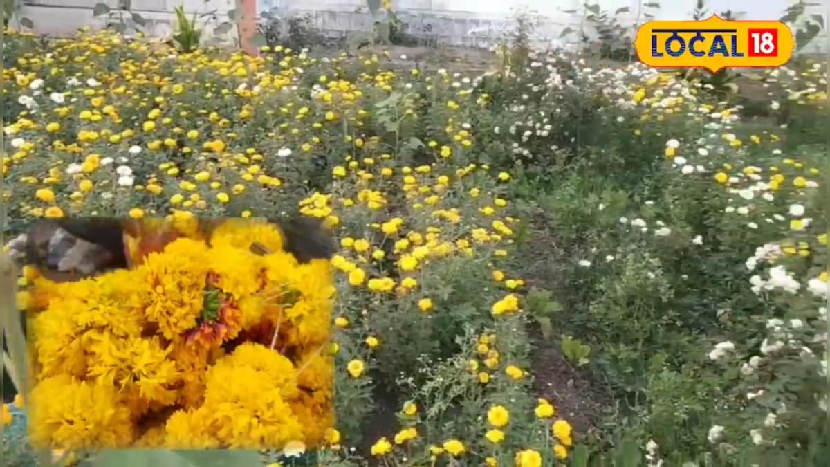 रबी सीजन में खाली न छोड़ें खेत, लगा दें ये खूबसूरत फूल, 42° की गर्मी भी बिगाड़ नहीं पाएगी